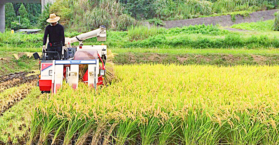 コシヒカリの生育課程イメージ